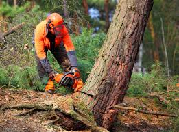 Best Tree Removal  in Hope, IN